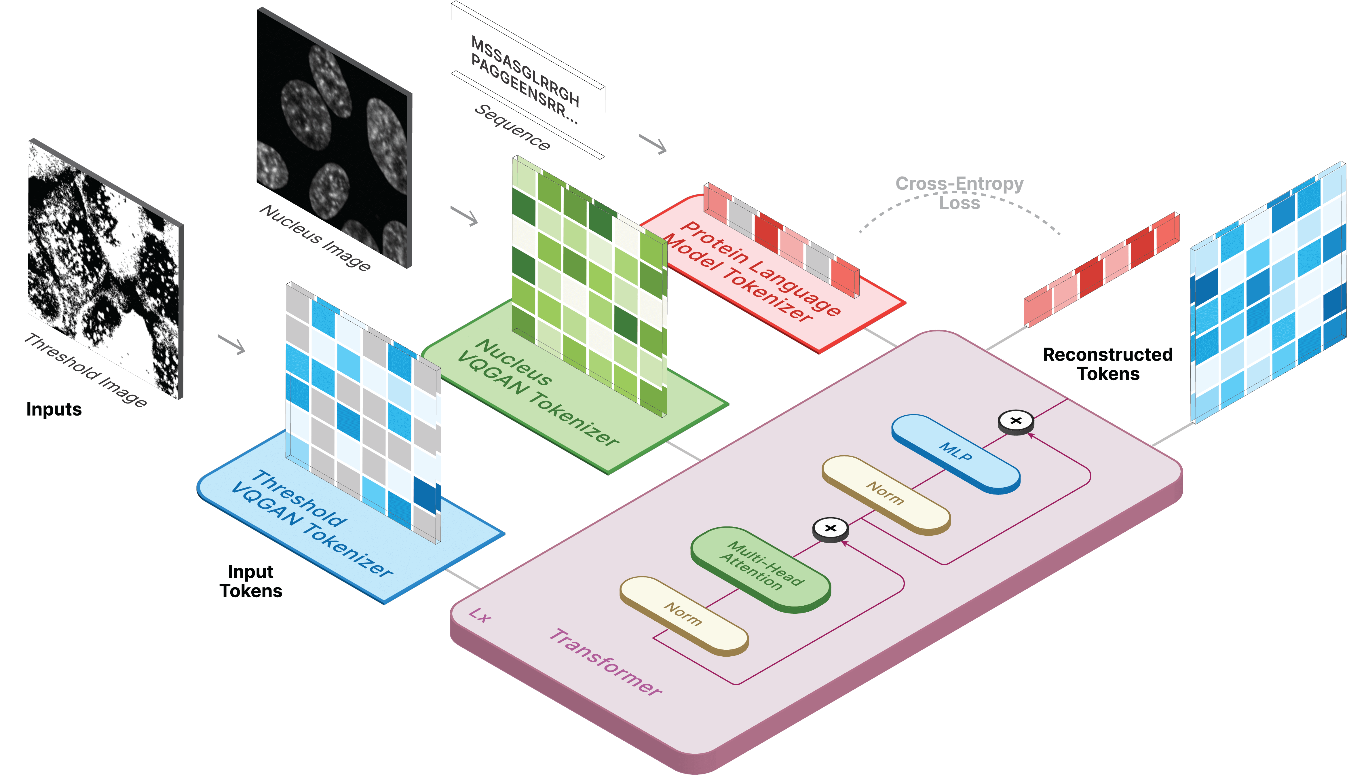 NeurIPS Poster CELLE2 Translating Proteins to Pictures and Back with